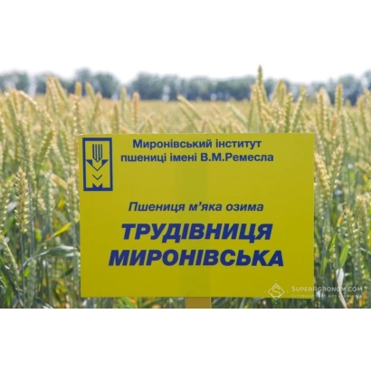 Знак с названием ТРУДІВНИЦЯ МИРОНІВСЬКА на фоне пшеничного поля - Трудивниця