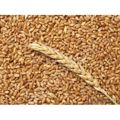 Wheat TULAYKOVSKAYA 10 on grain background with ear