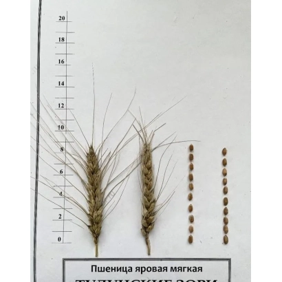 Пшениця пролая м'яка — зразок зерна та колоса з лінійкою - ТУЛУНСЬКІ ЗОРІ