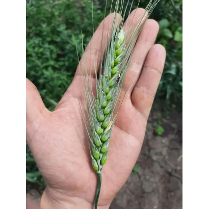 Зерно пшениці сорту ТУРАНУС у руці на фоні зелені