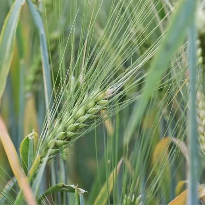 Степь с пшеницей - Удача одеська