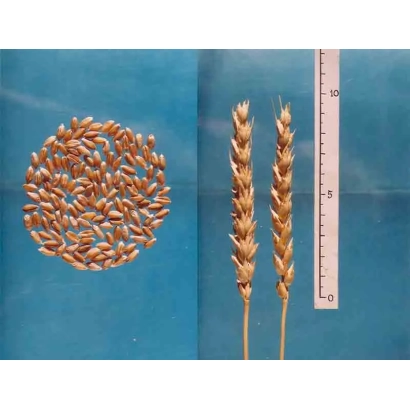 Зерно пшеницы Юго-Восточная 2 на синем фоне с колосками и линейкой