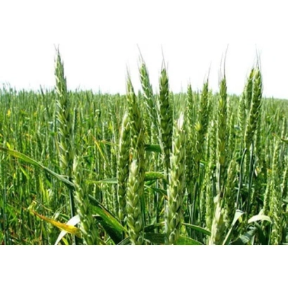 Поле пшеницы ЮКА | YUKA