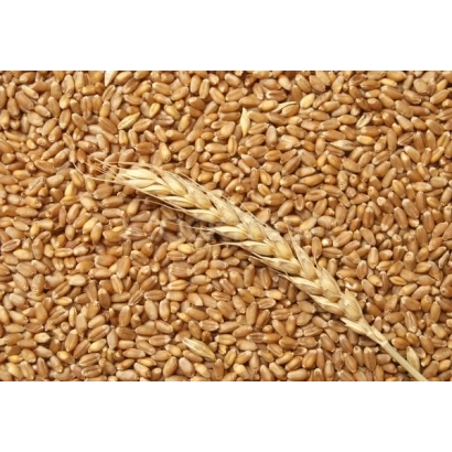 Пшениця Українка одеська на фоні зерна з колоском