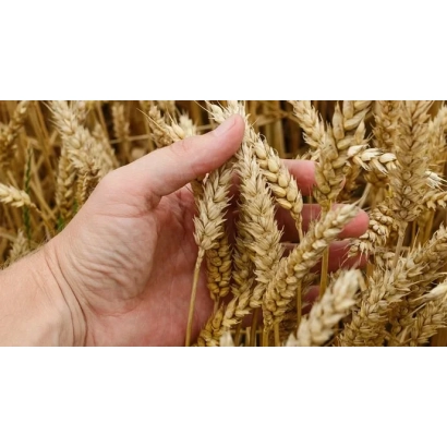 Рука тримає колос пшениці на фоні поля - Українська 3