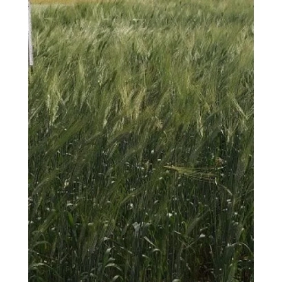 Поле пшеницы Юника