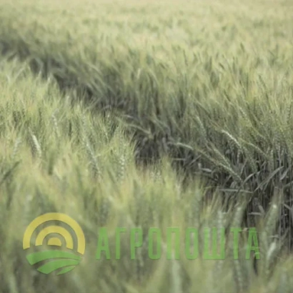 Поле пшениці з логотипом АгроФерма - Урбанус