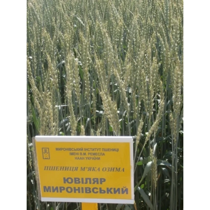 Зерно пшеницы Ювиляр Миронивский на фоне поля