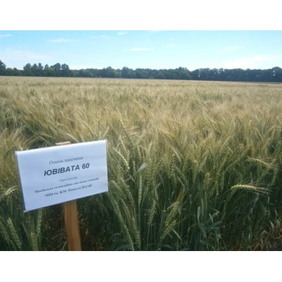 Wheat field with sign Yuvivata 60
