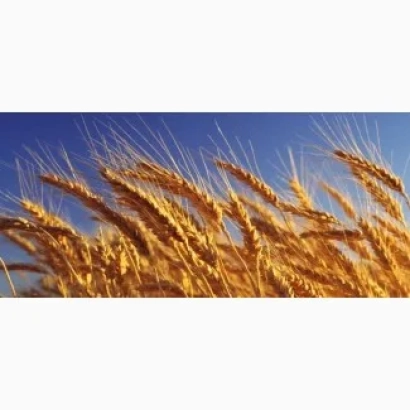 Золотые колосья пшеницы на фоне голубого неба - Юзовська