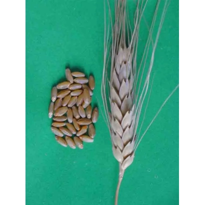 Зерно пшениці Валентина на зеленому фоні з колосом