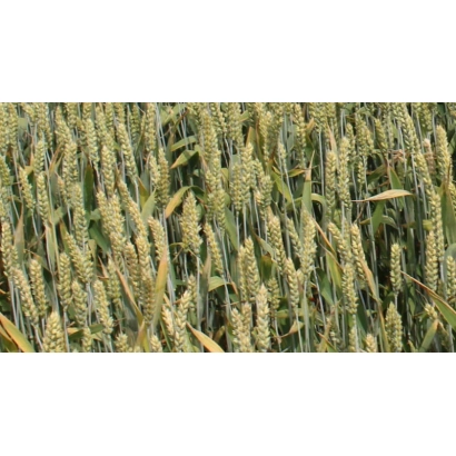 Поле пшеницы - ВАНЯ