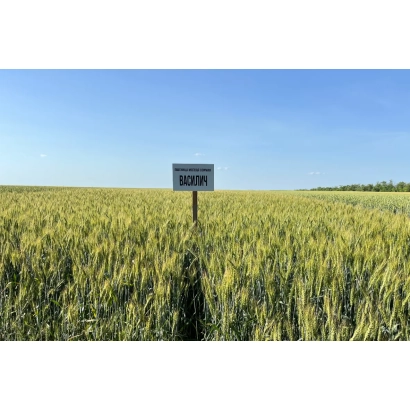 Wheat field with sign VASILICH