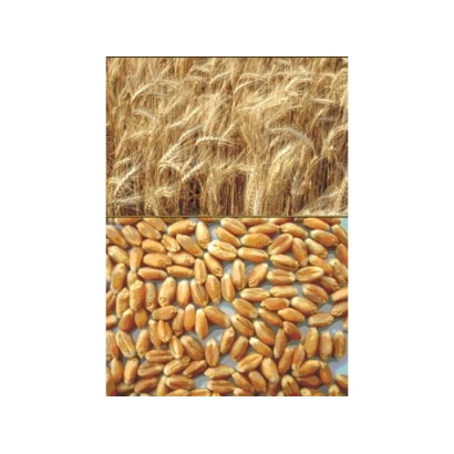 Пшеница: колос и зерна - Василина