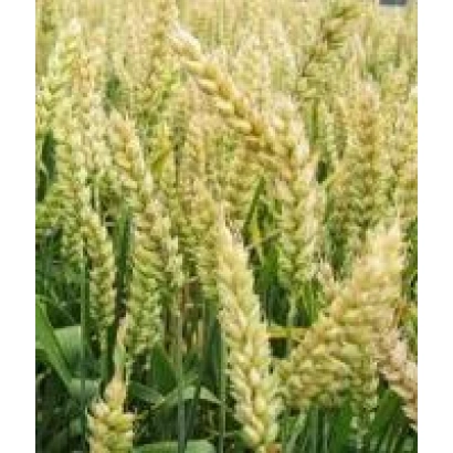 Золотистые колосья пшеницы на фоне зелёных стеблей - Ватажок