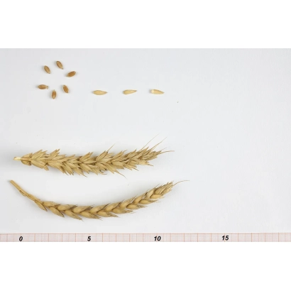 Зерно та колоси пшениці на білому фоні з лінійкою для масштабу - ВІК