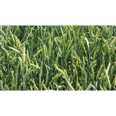 Зелені колосся пшениці на полі - ВЕЛЕНА