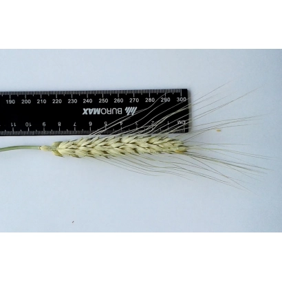 Стебла пшениці на білому фоні з лінійкою для вимірювання довжини - Верден