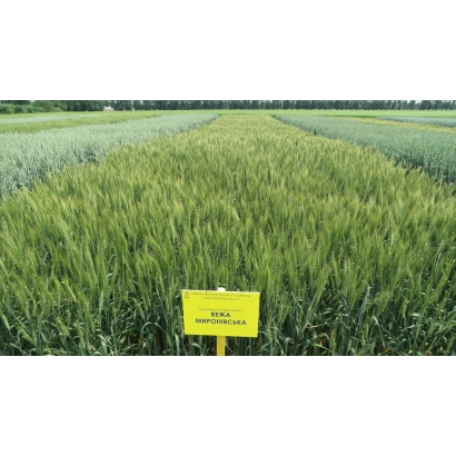 Зелёное поле пшеницы с жёлтым знаком «Вежа Киевская»