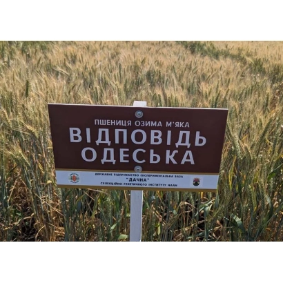 Поле пшениці з табличкою «Відповідь Одеська»