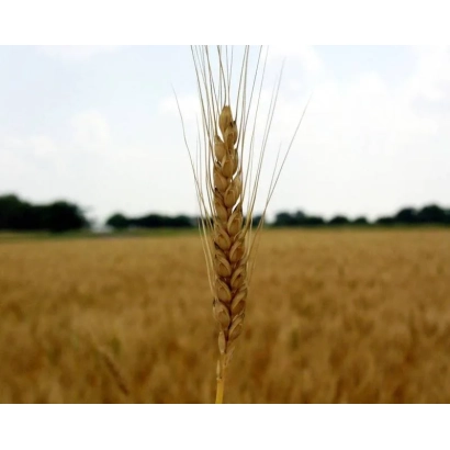 Степь с пшеницей на переднем плане - Видрада