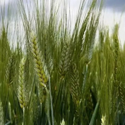 Зеленые колосья пшеницы на фоне неба - Вигода одеська