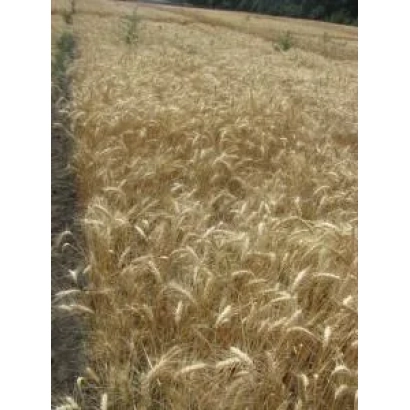 Золотое поле пшеницы Виктория одеская