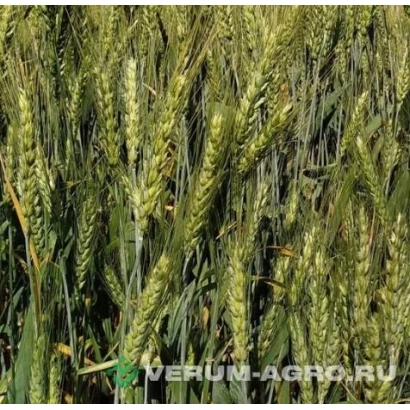 Пшениця на полі з логотипом VERUM-AGRO.RU - Вікторія Одеська