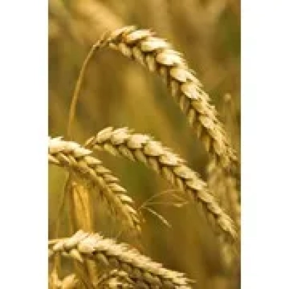 Золотые колосья пшеницы на фоне поля - Винничанка