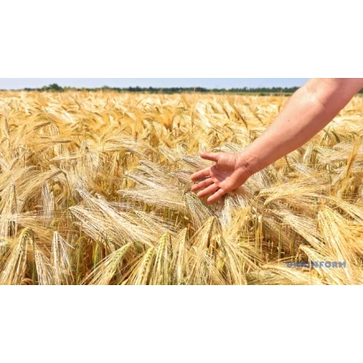 Рука торкається золотого поля пшениці - Вірність