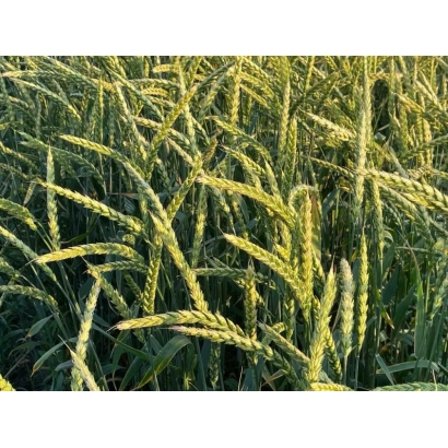 Поле спельти Вишиванка білоцерківська