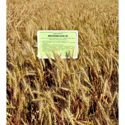 Зелена табличка з написом МО00056548 20 на фоні золотистої пшениці - ВЛАДИМИРСЬКА 9