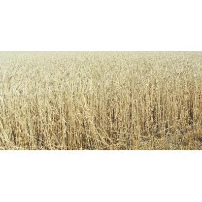 Поле пшеницы без видимого продукта или упаковки - ВОЛГОГРАДСКАЯ 84