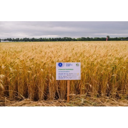 Золотое поле пшеницы с табличкой ВОЛЖСКАЯ 100