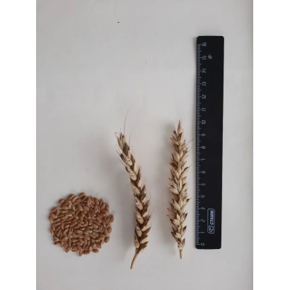 Пшеница сорта Загора Новосибирская с колосом и зерном рядом с линейкой