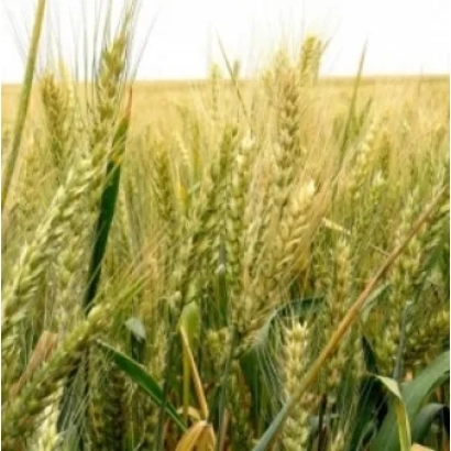 Поле пшеницы с колосками на переднем плане - Заграва Одеська