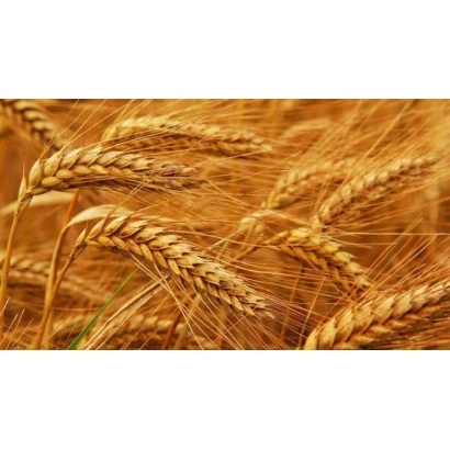 Золотые колосья пшеницы на фоне поля - Заможнисть