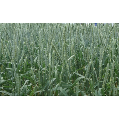 Поле пшениці ЗАУРАЛЬСЬКИЙ ЯНТАРЬ - ЗАУРАЛЬСЬКИЙ БОРЩИ́ВНИК