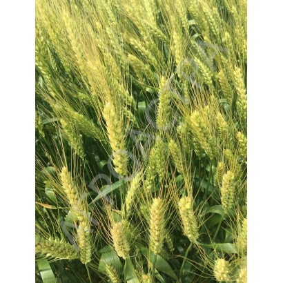 Пшеница на поле - Жаворонок