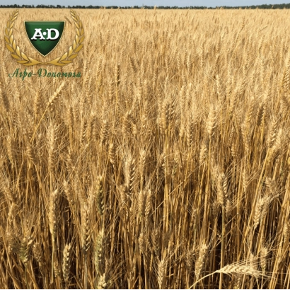 Wheat field with A&D logo - Zlatohlava
