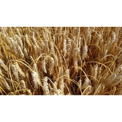 Золоте поле пшениці - Зміна