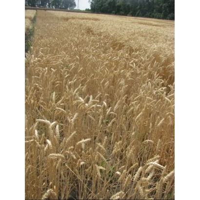 Wheat field of Znakhidka Odeska