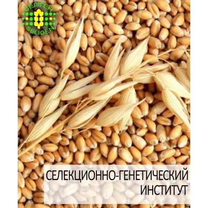 Селекційно-генетичний інститут, Золоте Руно