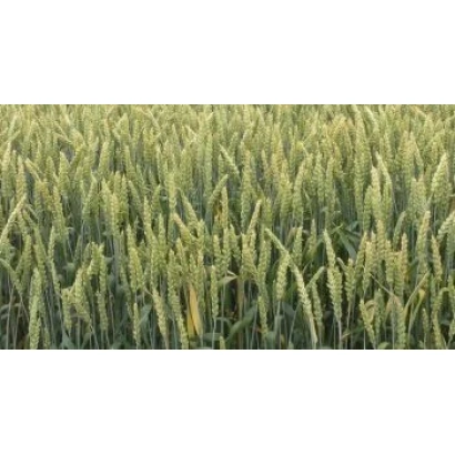 Поле пшеницы Звездана