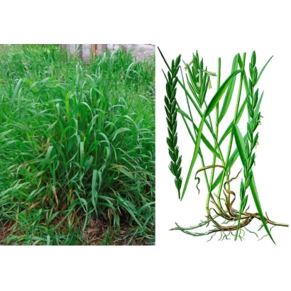 Зображення пирію (Panicum miliaceum) — злакової культури, що використовується як корм. - ПАРАДОКС