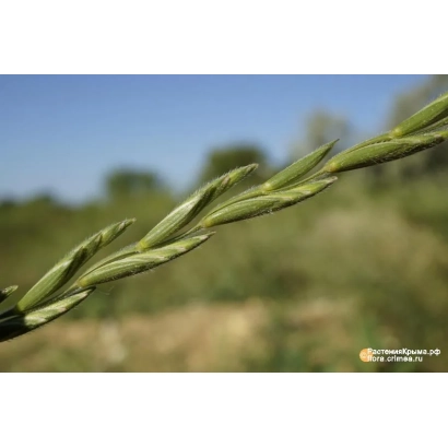 Стебель пырея на фоне поля - СТЕПНОЙ