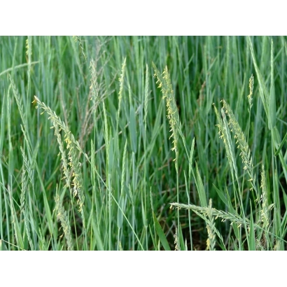 Зелёная трава пырея на поле - СТОЙКИЙ