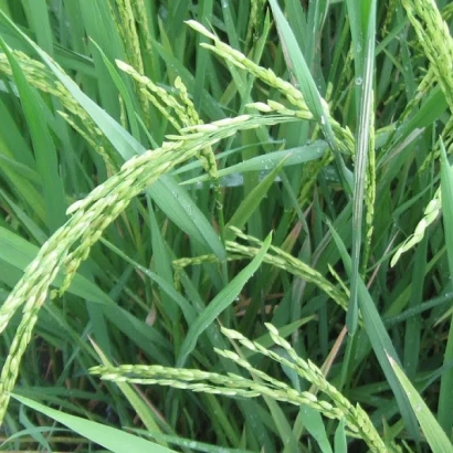 Зеленые стебли пырея на фоне поля - Тойбохойский