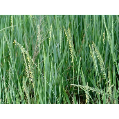 Зеленая масса пырея на поле - УФИМЕЦ