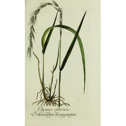 Північний (Agropyron repens) — ілюстрація рослини з коренями та колосом